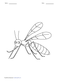 Mosquito